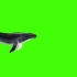 [绿幕]鲸鱼游过