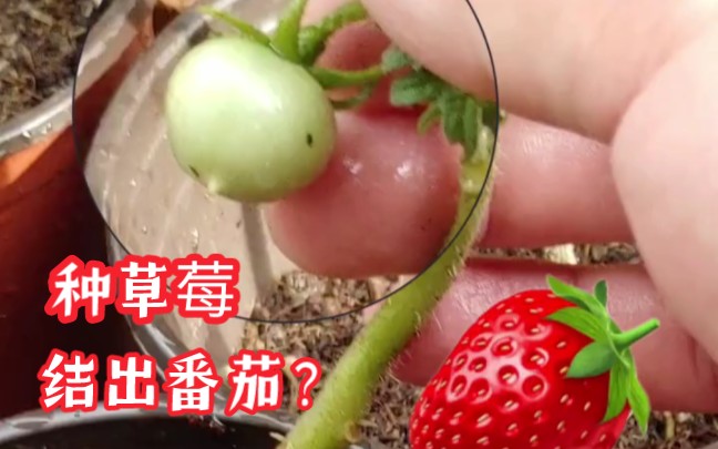 种草莓长出番茄？