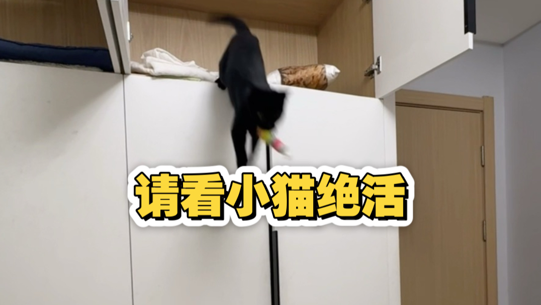 请看小猫绝活！拒绝动物表演，拒绝不了动物硬要表演