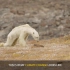 一只瘦骨嶙峋的北极熊在草地的垃圾桶翻找食物。摄影师尼克伦目睹场面后，伤感得流下泪来。