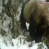 【野生大熊猫】回收野外相机 发现野生大熊猫活动画面。