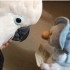 [鹦鹉GOTCHA]当GOTCHA遇见了会讲故事的玩具鸭子