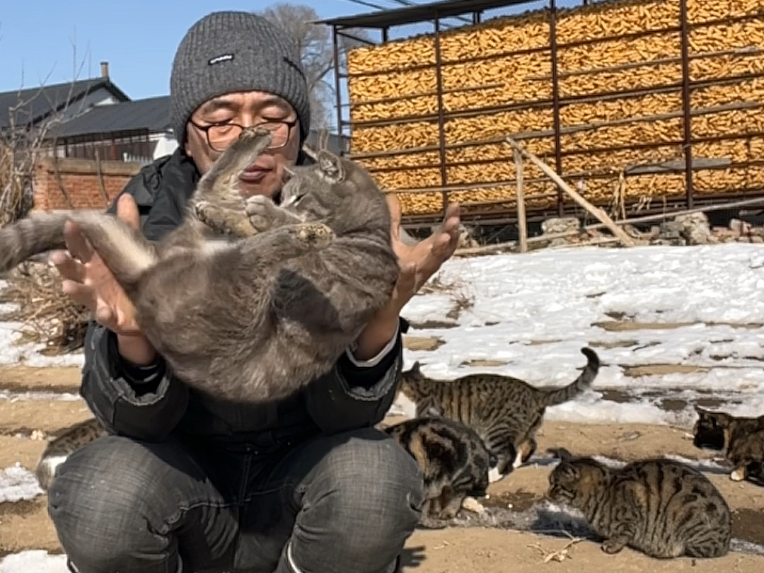 据说猫从高处落下，总能四脚着地