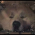 《忠犬八公的故事》剪辑片段