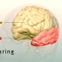 大脑分区及功能