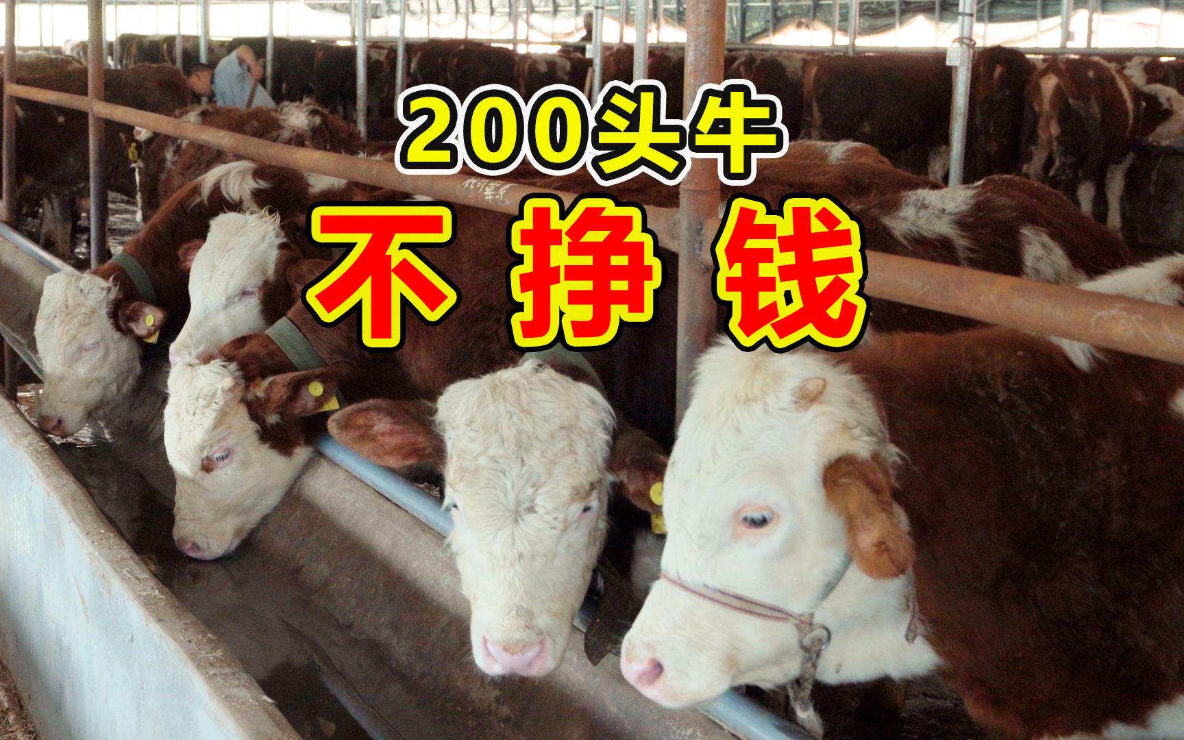 广州奶牛养殖场 奶牛犊 鲁西黄牛荷斯坦高产奶牛养殖场-阿里巴巴
