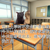 【猫meme】关于一些校园暴力