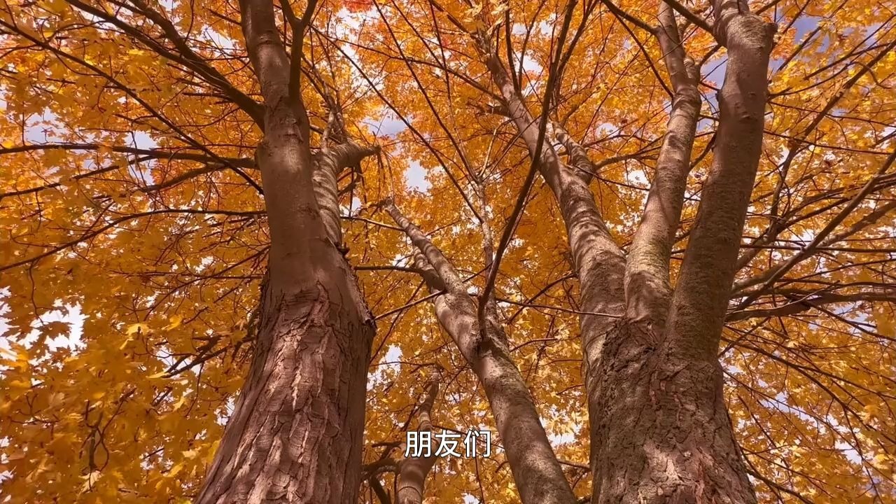 为何说伤害你的人，都是披着业力外衣的菩萨？开悟前我度众生，开悟后众生度我！