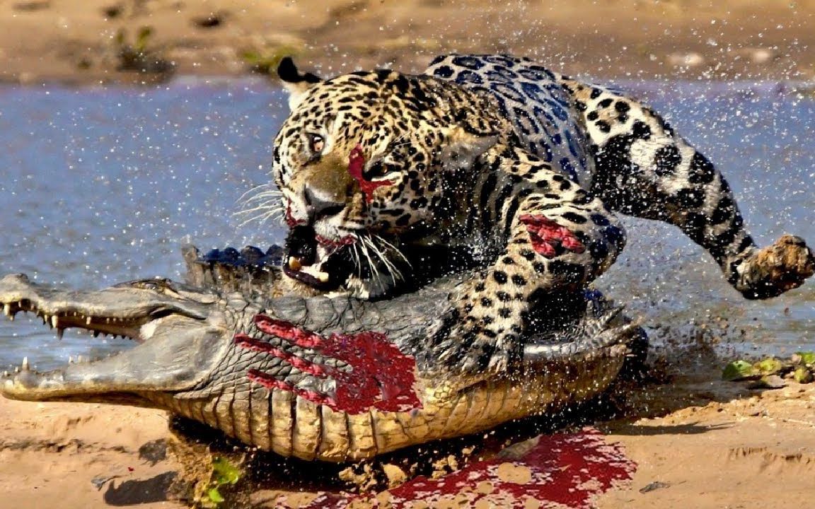 花豹吃鳄鱼,实拍花豹水里猎杀鳄鱼, 鳄鱼还没反应过来, 就被美洲豹拖