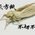 【折纸】带你折一只全b站最复杂的蝉（设计者：今井幸太 视频录制者：我）