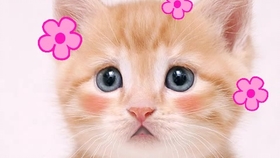 d8a2ed9c5a1f0139a42caf3f5cf14bc21cc709e7.jpg@280w_158h_1c_100q.jpg