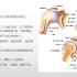 系统解剖学-自由上肢骨的连结之肩关节（重点知识的理解和记忆）