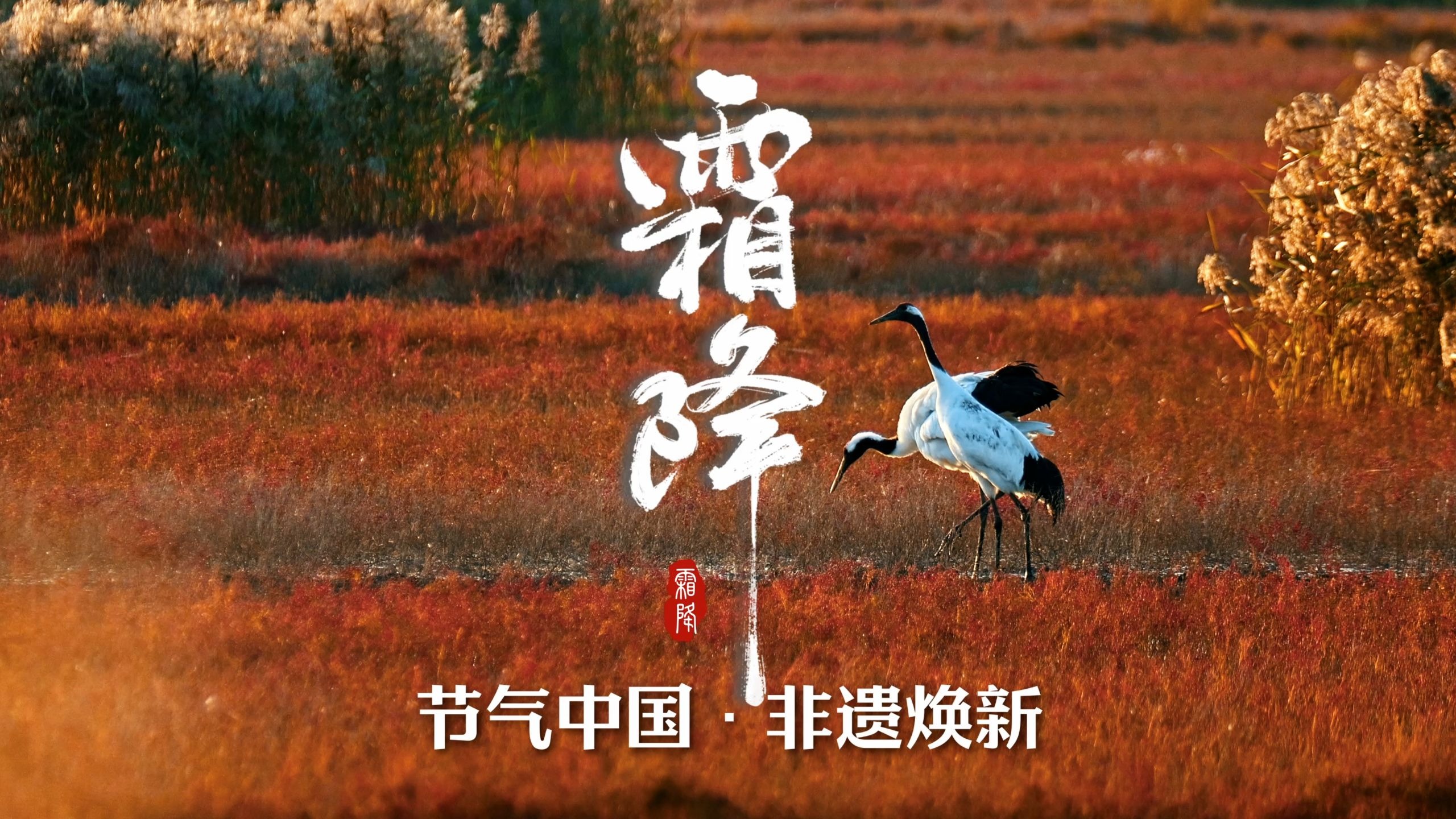 霜降，秋色向晚，好“柿”成“霜”~