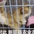 官方回应湖南永州市场卖现宰活猫：已经在整治