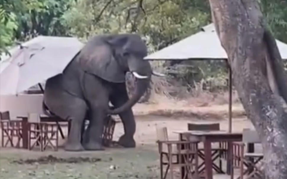 野生非洲象闯入营地 一屁股坐在桌子上