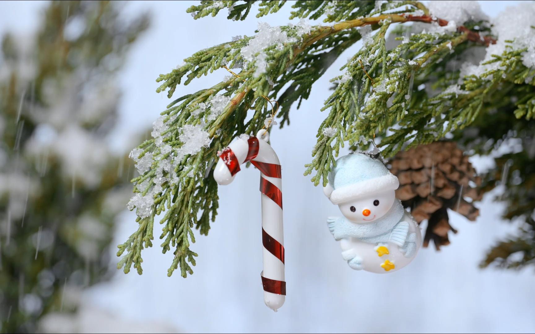 【空镜素材】圣诞和松树