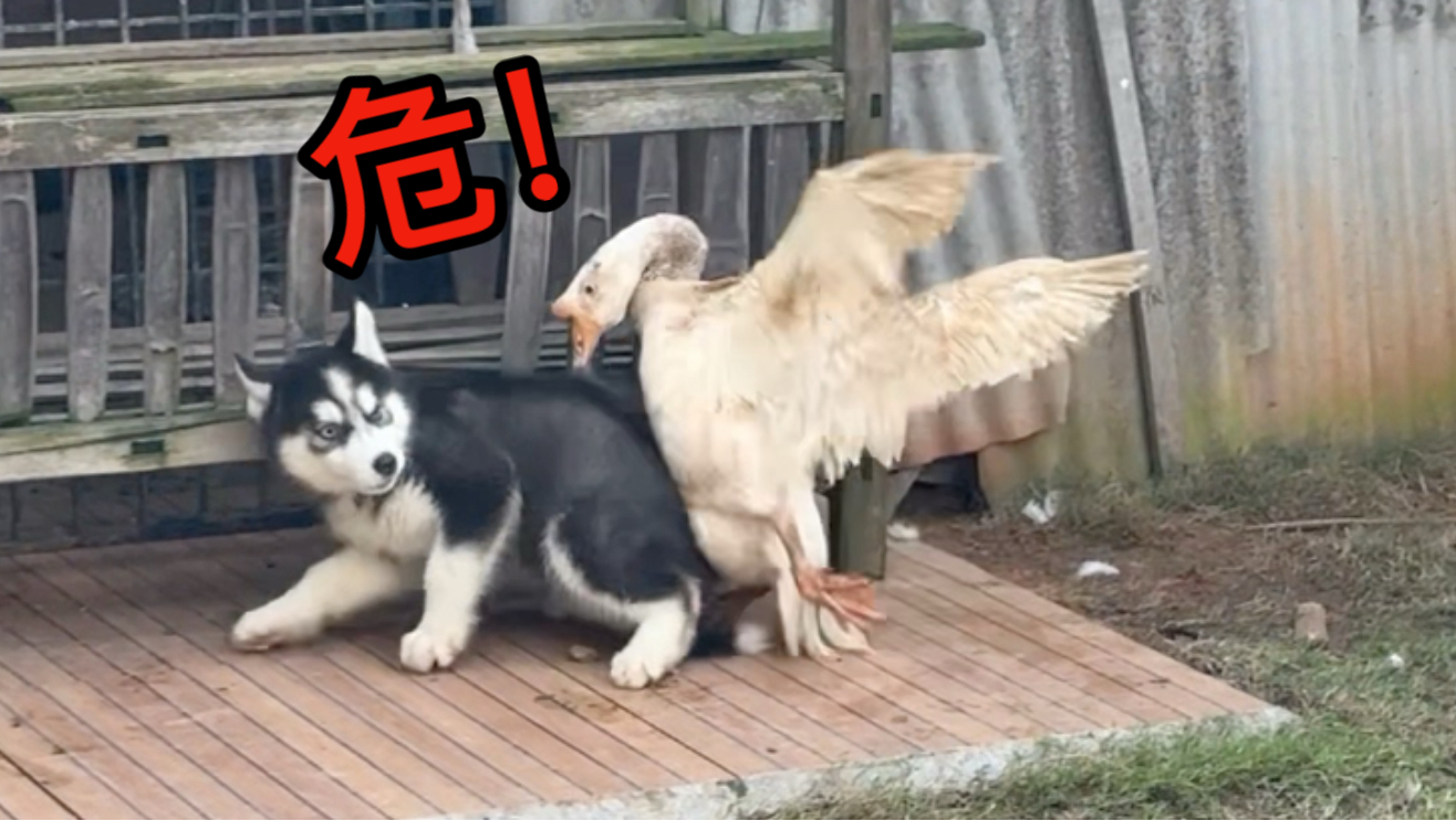 《初生二哈不怕鹅》