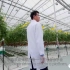 农业园区小番茄现代温室种植，玻璃温室番茄怎么种植?