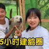 两只鹅太凶了，小两口重建鹅圈，5个小时完工，效果还不错