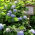 【漫步日本】沉浸在绣球花花海里的镰仓市明月院