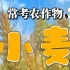 地理常考农作物#2-小麦