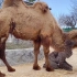 “泰加”新居民1：刚出生的小骆驼站不起来