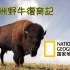 【国家地理频道自然纪录片】美洲野牛复育记（American Buffalo Battling back）
