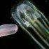 【浮游生物】栉水母：幻境玄光_Iridescent Ctenophores
