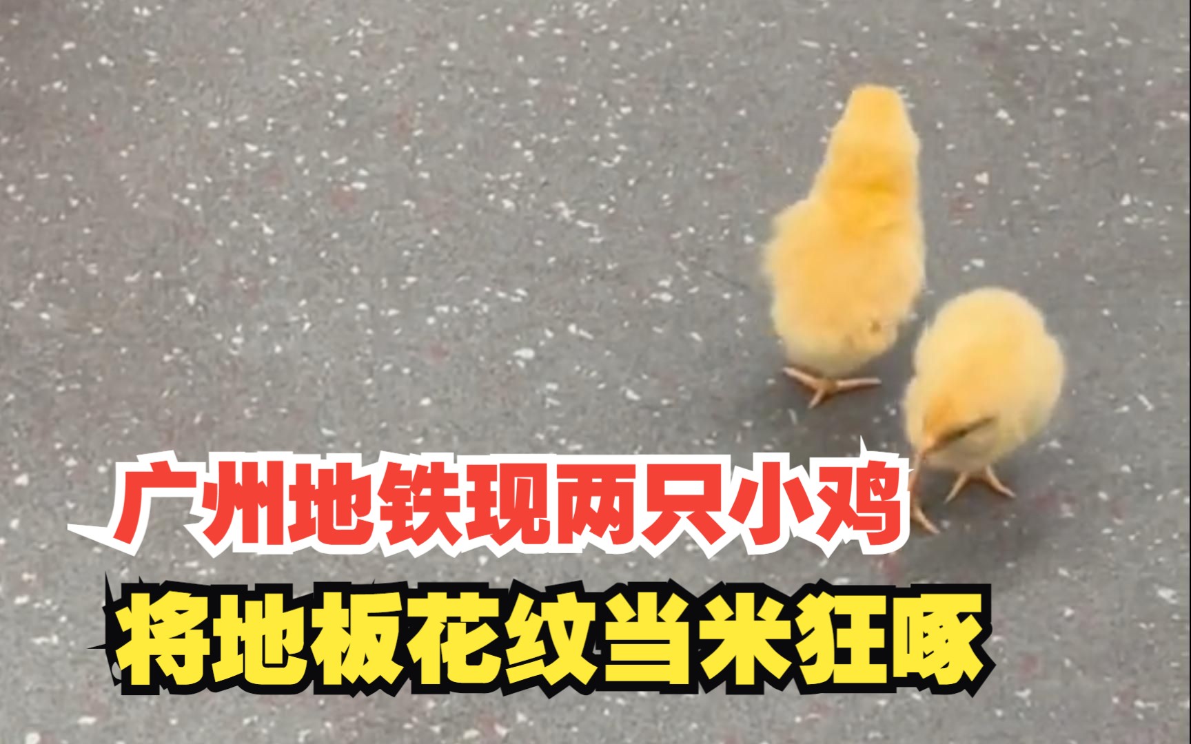 广州地铁两只小鸡将地板花纹当米啄
