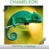 【SammyCopley原创单曲】Chameleon变色龙 - sammy copley (original song)