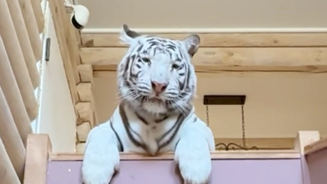 家有啥猫