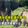 公象频繁强奸犀牛，每年六头犀牛因此丧命，真实原因究竟是什么