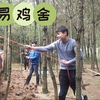 鸡舍盖薄膜，简易鸡棚就是这么简单，低成本又实用
