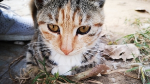 怎么看小猫的眼型 d9c4c0ebd6a1d563e97d53fa08793797db0e03f0.jpg@310w_174h_1c_100q.jpg