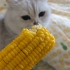 别的白猫都吃玉米啊