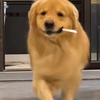 好狗好狗