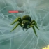 [原神]你还记得这种蜘蛛吗？