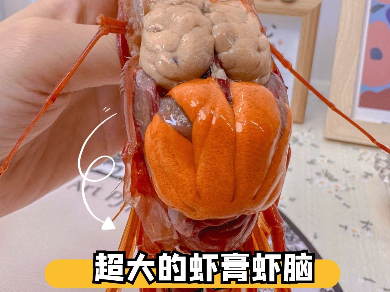 如何买到满膏红魔虾？
