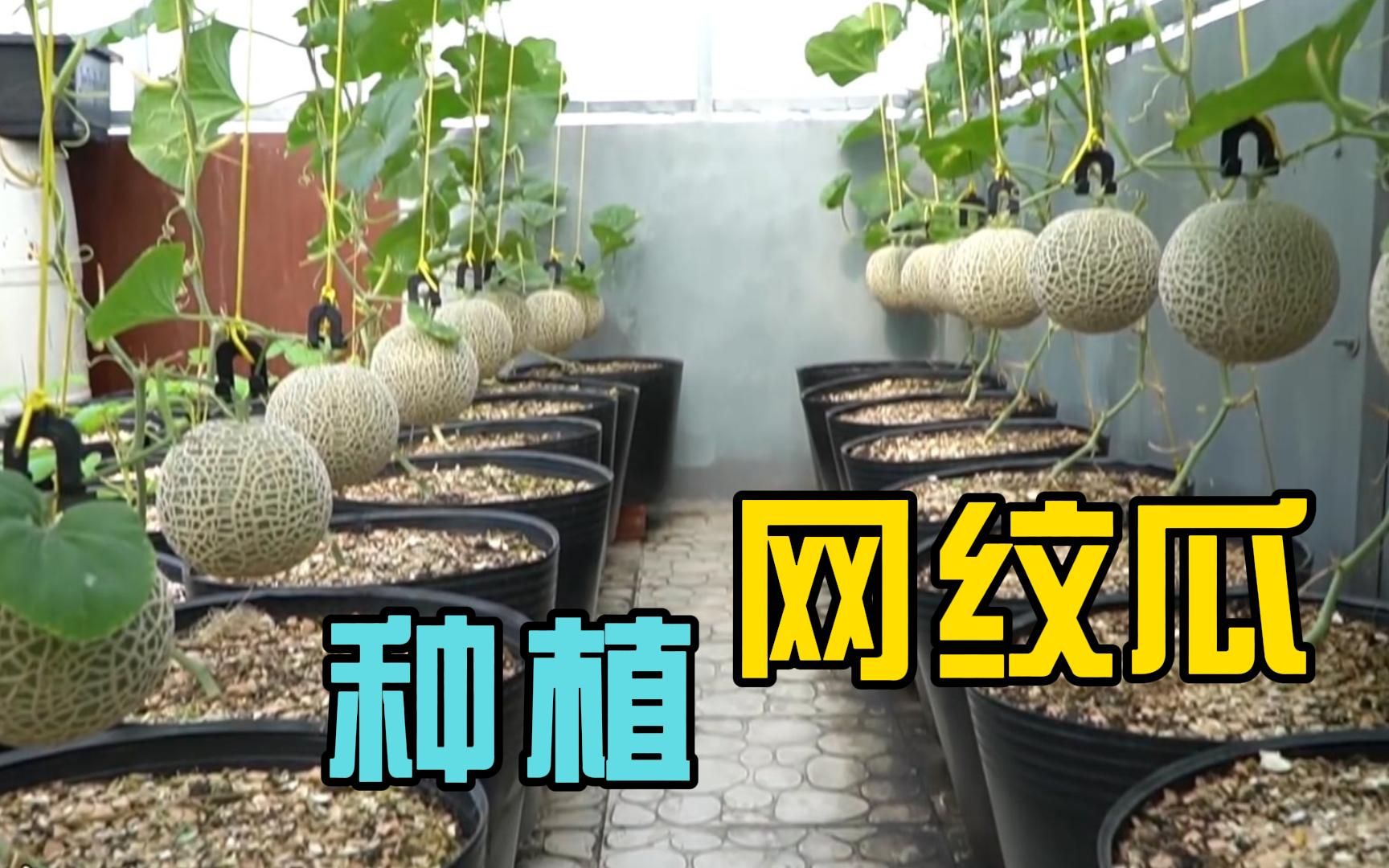 【网纹瓜】专业团队，种菜就是强，看起来都是一种享受