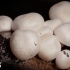 【延时摄影】记录蘑菇30天的生长过程