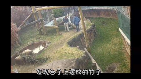 北京动物园丫丫的奶爸勘查外场，似乎对竹子不太满意，亲自下手“择菜”