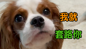 怎样教小狗转圈圈 da1ae53f69e919a92c035027d8c1f11f03c8700f.jpg@280w_158h_1c_100q.jpg