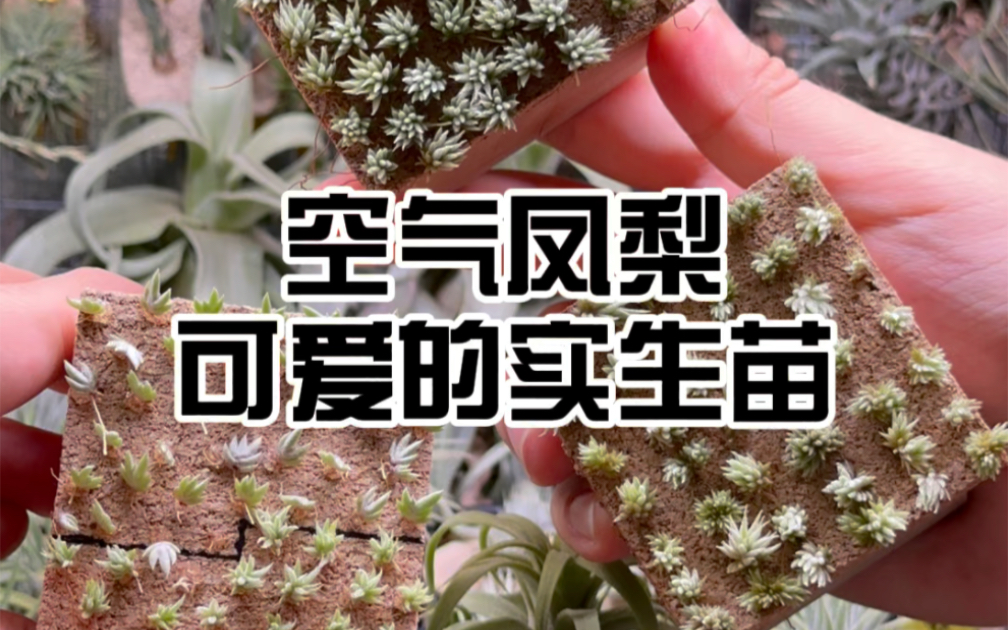空气凤梨｜可爱的实生苗