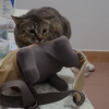 捣蛋小猫咪