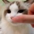 【布偶媚娘】戳猫咪的鼻子是什么样的体验？