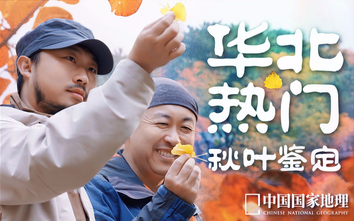 华北热门秋叶鉴定