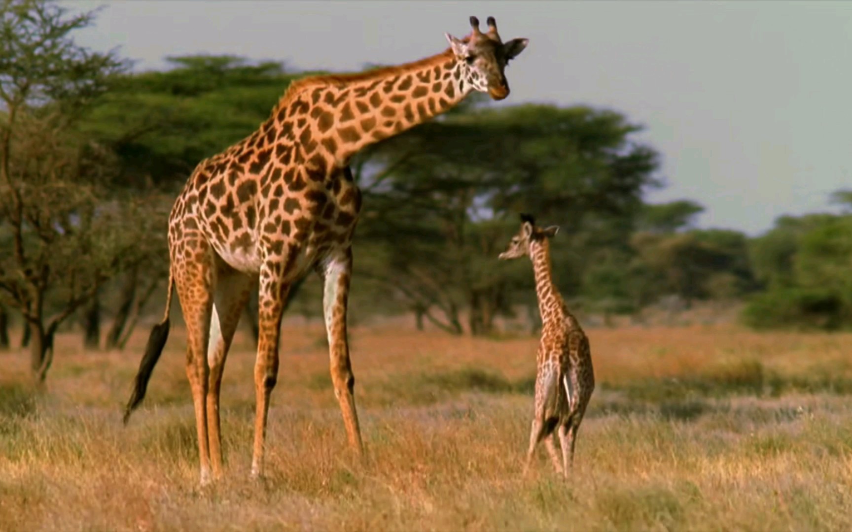 【动物成长纪录片|如果我是一只动物】26. 如果我是长颈鹿