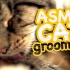 【ASMR】CatCloseUps  猫咪舔毛