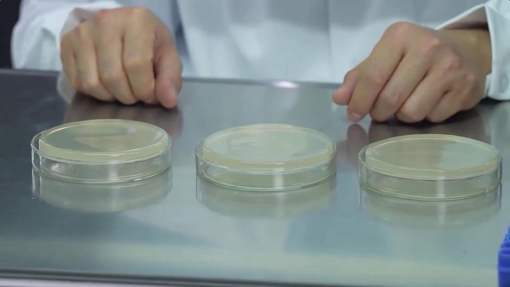 酵母菌的纯培养—接种酵母菌（平板划线法）