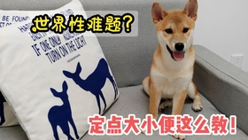 怎么教狗狗定点大小便最快 da927aa7350cc677aef7562f2b6d5ab8e53b749a.jpg@280w_158h_1c_100q.jpg